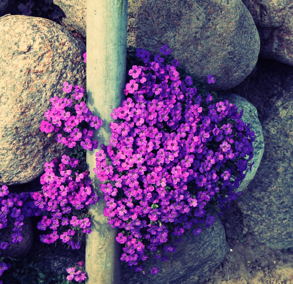 Purple Spring in Nykøbing